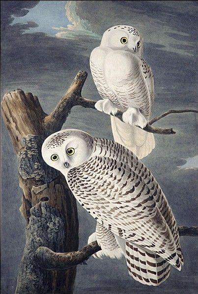 owl paintings by famous artists