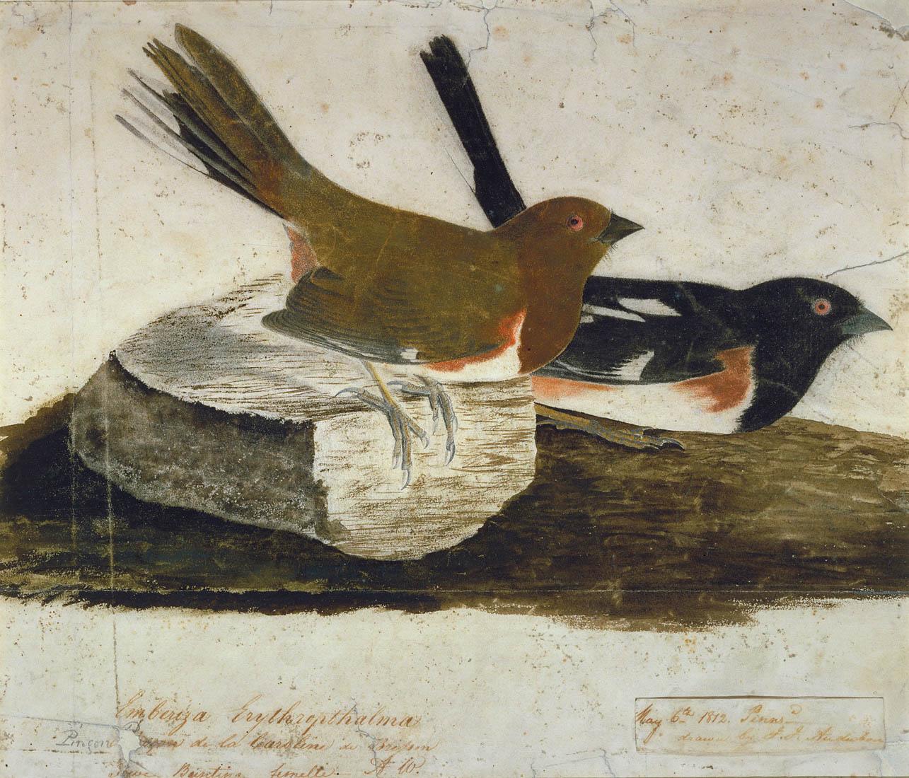 John Audubon Paintings